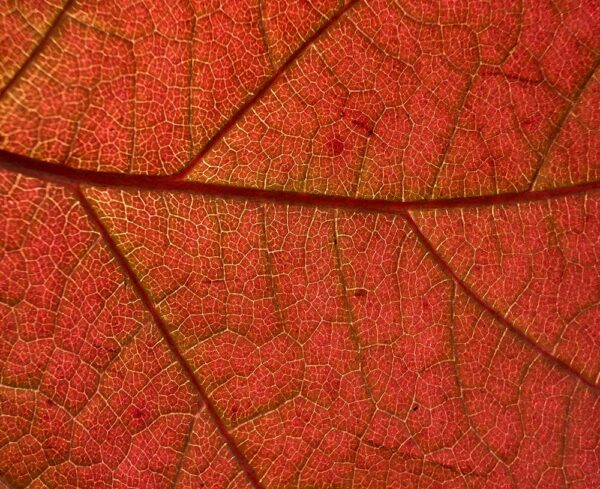 close up of orange leaf showing its fine brown lines