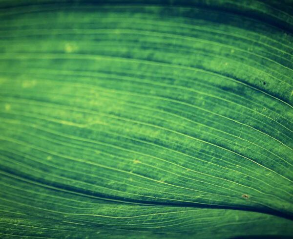 close up details of a green leaf