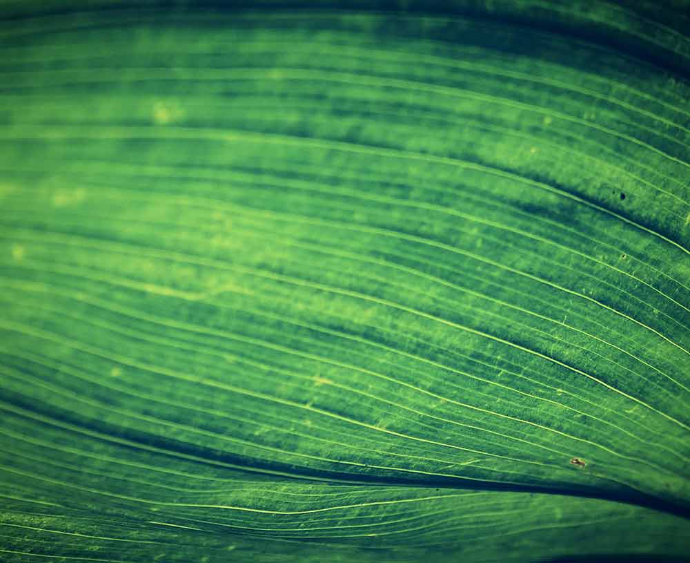 close up details of a green leaf