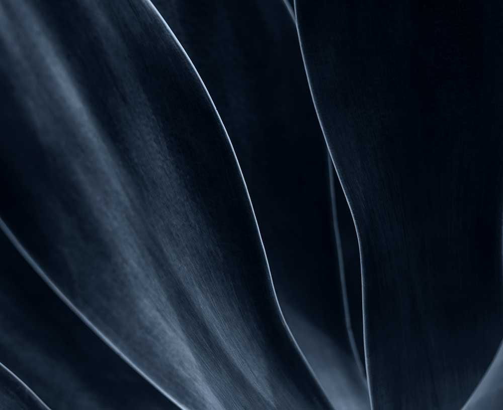 Close up shot at an agave plant leaves in grey black colour. Background